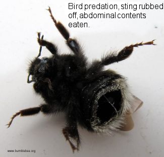 Bird predation of a bumblebee, sting rubbed off and abdominal contents removed